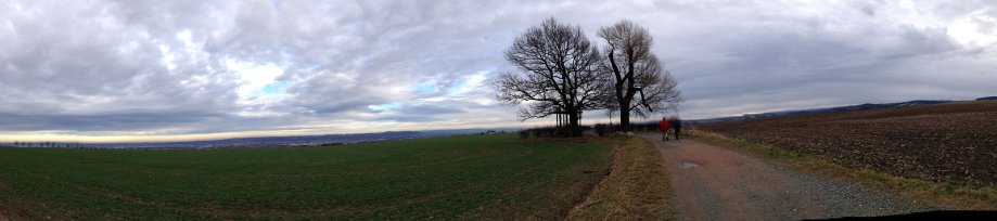 Links Bismarck-Eiche, rechts Babisnauer Pappel Links Bismarck-Eiche, rechts Babisnauer Pappel