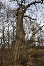 Edelkastanie am 11.01.2014