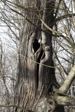 Edelkastanie am 11.01.2014