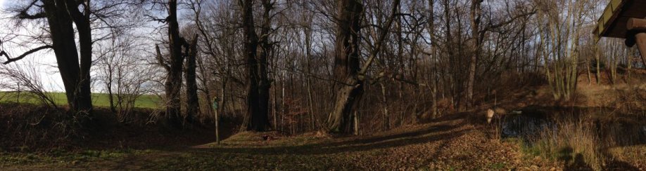 Die fünf Brüder - Edelkastanien