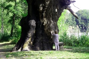 Rieseneiche von Niedergurig