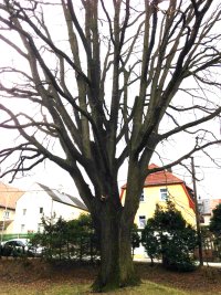 Naturdenkmal Stiel-Eiche