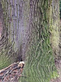 Naturdenkmal Stiel-Eiche