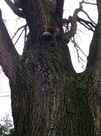 Naturdenkmal Stiel-Eiche