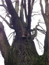 Naturdenkmal Stiel-Eiche