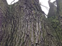 Naturdenkmal Stiel-Eiche