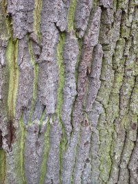 Naturdenkmal Stiel-Eiche