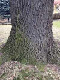 Naturdenkmal Stiel-Eiche