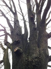 Naturdenkmal Stiel-Eiche
