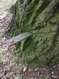 Naturdenkmal Stiel-Eiche