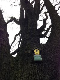 Naturdenkmal Stiel-Eiche