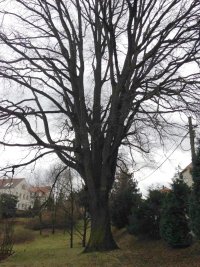 Naturdenkmal Stiel-Eiche