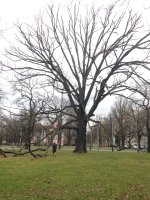 Klettenfrüchtige Eiche (Quercus macrocarpa)