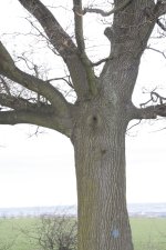 Bismarck-Eiche am 11.01.2014