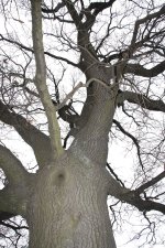 Bismarck-Eiche am 11.01.2014