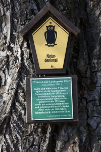 Winter-Linde am Laubegaster Ufer