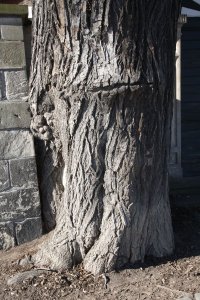 Winter-Linde am Laubegaster Ufer