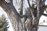 Winter-Linde am Laubegaster Ufer