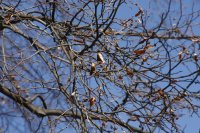 Winter-Linde am Laubegaster Ufer