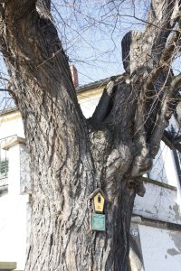 Winter-Linde am Laubegaster Ufer