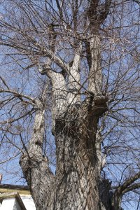 Winter-Linde am Laubegaster Ufer