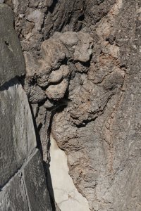 Winter-Linde am Laubegaster Ufer