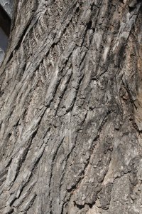 Winter-Linde am Laubegaster Ufer