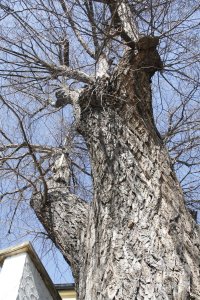 Winter-Linde am Laubegaster Ufer