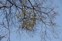 Winter-Linde am Laubegaster Ufer