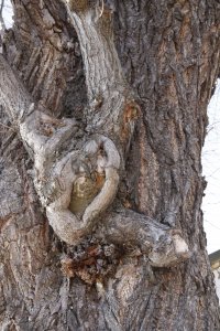 Winter-Linde am Laubegaster Ufer