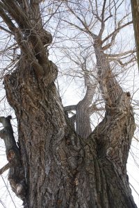 Winter-Linde am Laubegaster Ufer