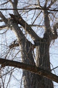 Winter-Linde am Laubegaster Ufer