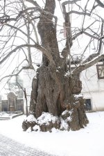 Kaditzer Sommerlinde