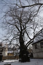 Kaditzer Sommerlinde