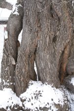 Kaditzer Winterlinde