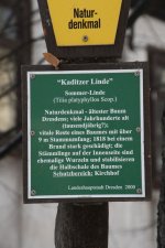 Kaditzer Sommerlinde