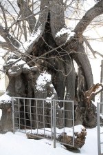 Kaditzer Sommerlinde