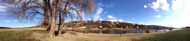 Schwarz-Pappel in Blasewitz