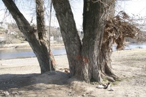 Schwarz-Pappel in Blasewitz