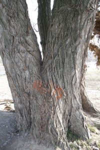 Schwarz-Pappel in Blasewitz