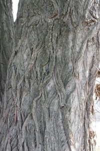 Schwarz-Pappel in Blasewitz