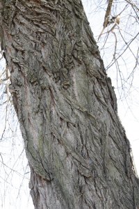 Schwarz-Pappel in Blasewitz