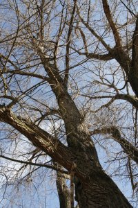 Schwarz-Pappel in Blasewitz