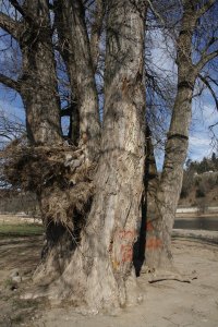 Schwarz-Pappel in Blasewitz