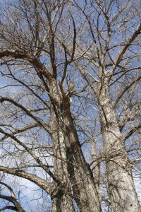 Schwarz-Pappel in Blasewitz