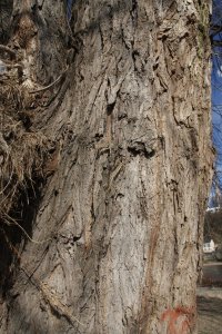 Schwarz-Pappel in Blasewitz