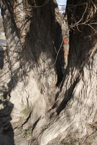 Schwarz-Pappel in Blasewitz