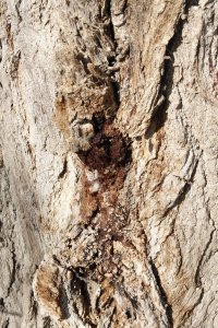 Schwarz-Pappel in Blasewitz