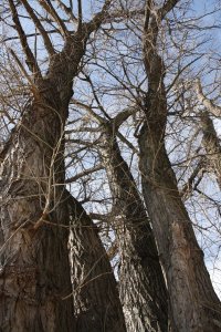 Schwarz-Pappel in Blasewitz