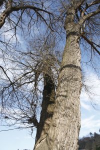 Schwarz-Pappel in Blasewitz